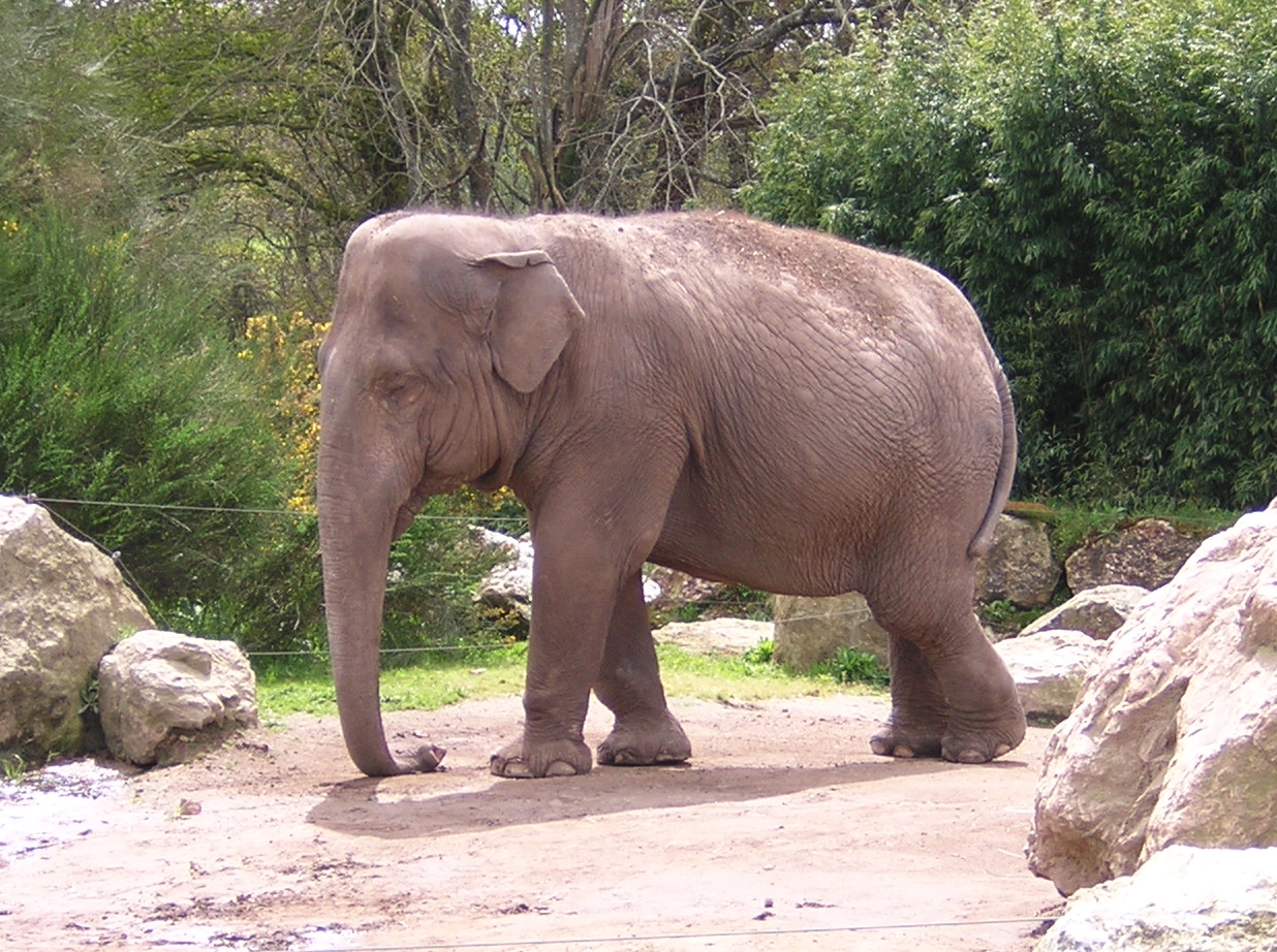 Un éléphant d'Asie