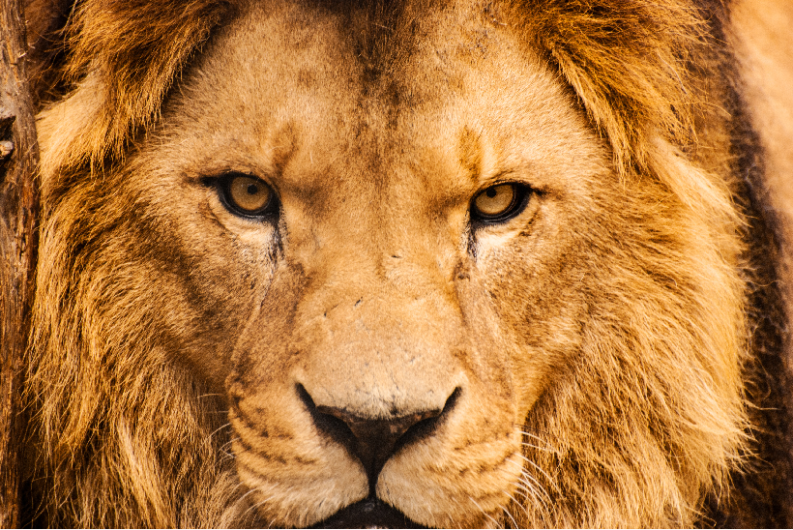 Le lion de Judah comme guerrier, ou comme roi ?