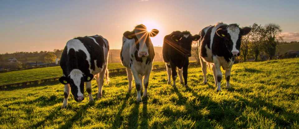que pense une vache ?